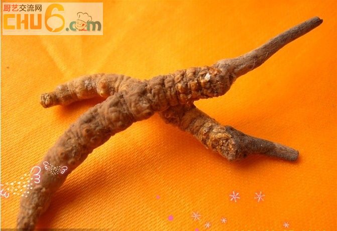第一位冬虫夏草.jpg