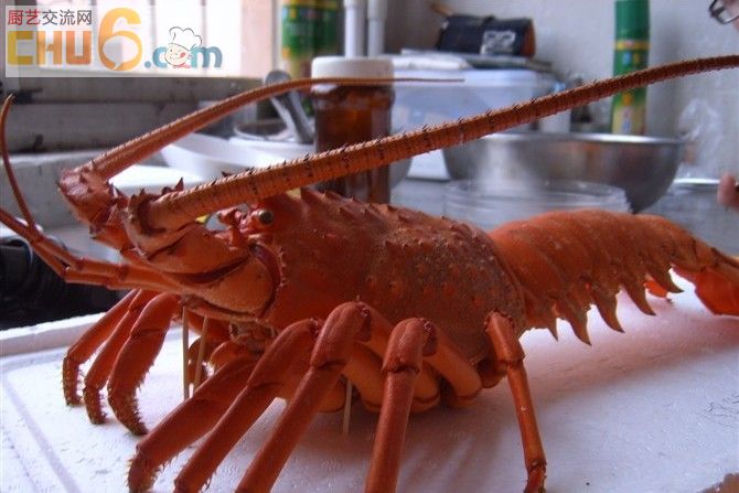 龙虾.jpg