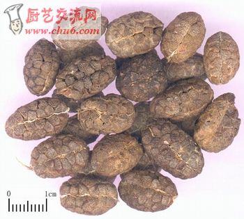 砂仁.jpg