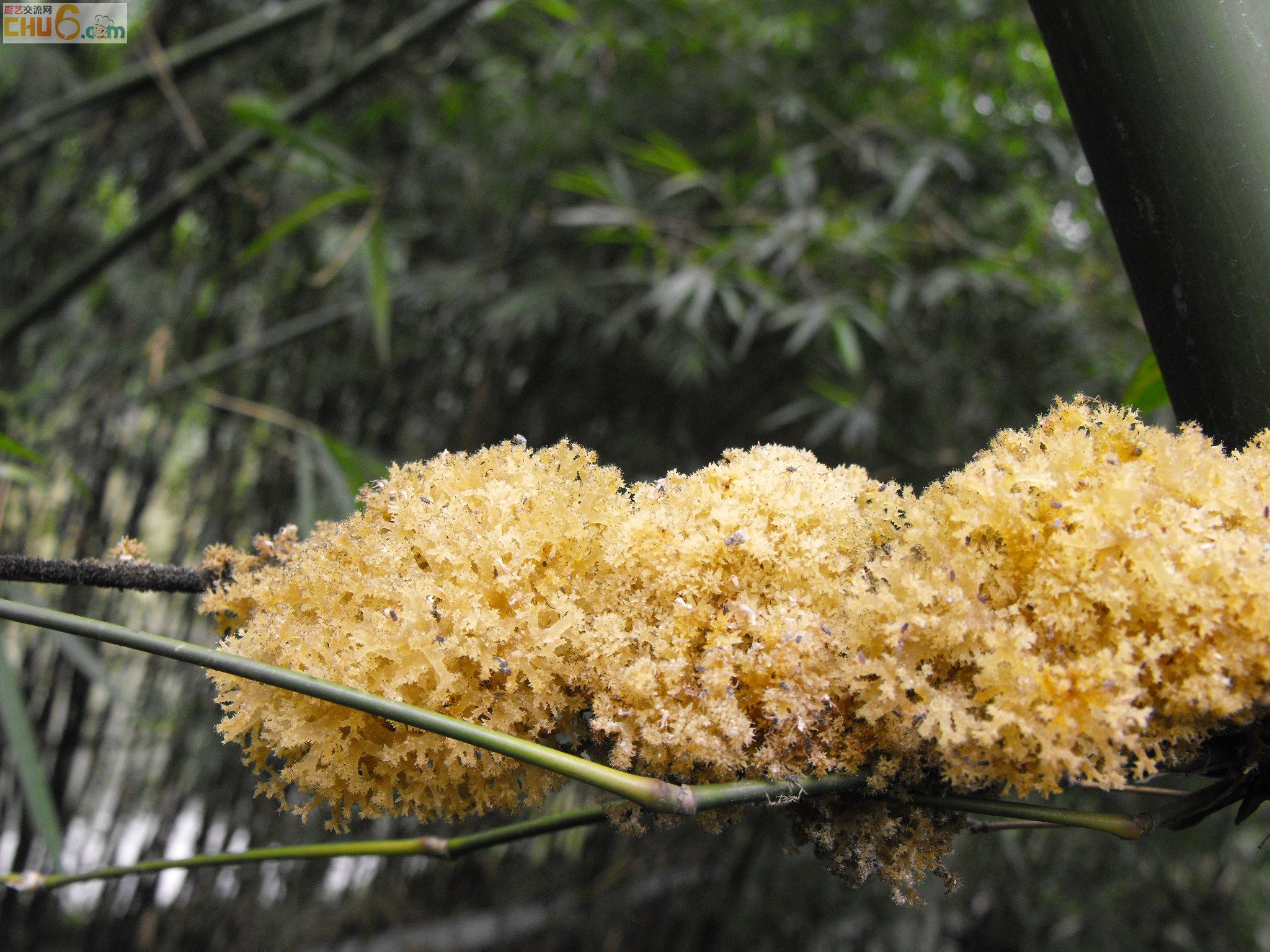 鲜竹花 020.jpg